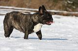 BOULEDOGUE FRANCAIS 934